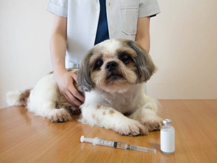 Cane con diabete diabete nel cane
