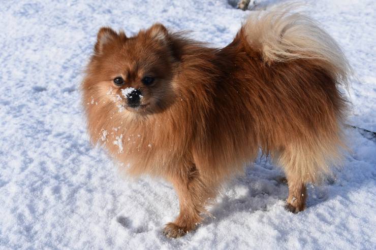 Spitz tedesco