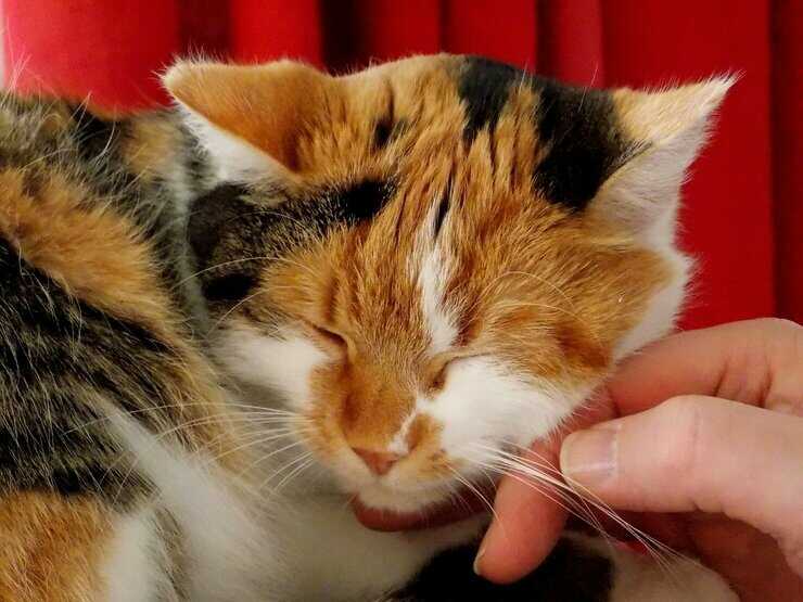 Carezza gatto