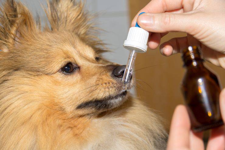 sverminare il cane incinta