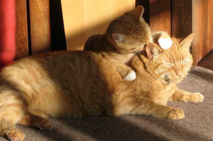 Gatto lecca gatto