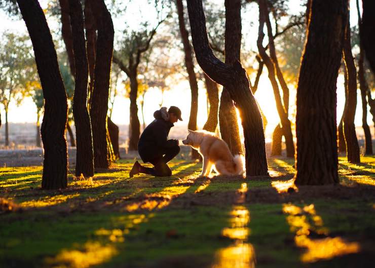 cane e uomo insieme