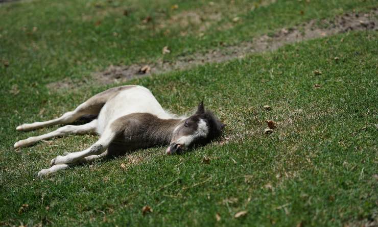Miniature horse sdraiato
