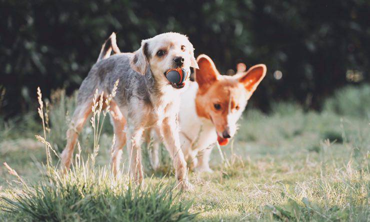 Coppia di cani meticci