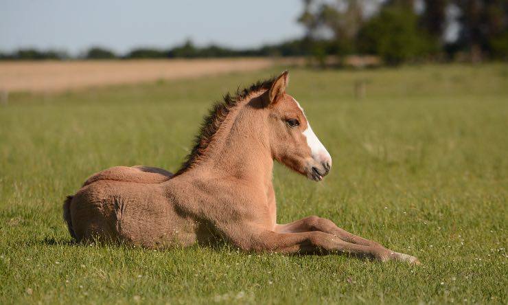 un mini cavallo