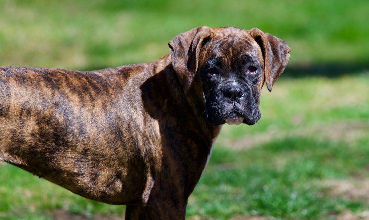 Un esemplare di Boxer