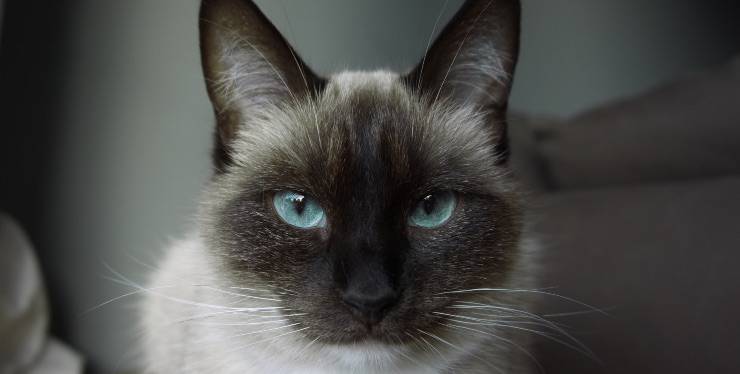 primo piano di Gatto Balinese