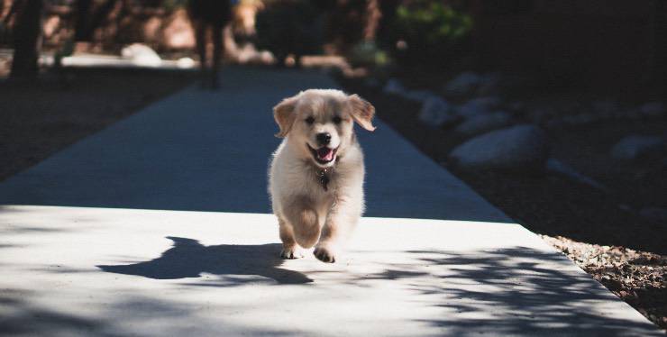Cucciolo che corre