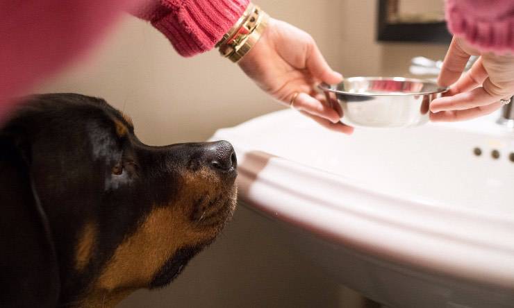 Padrone che da bere al cane
