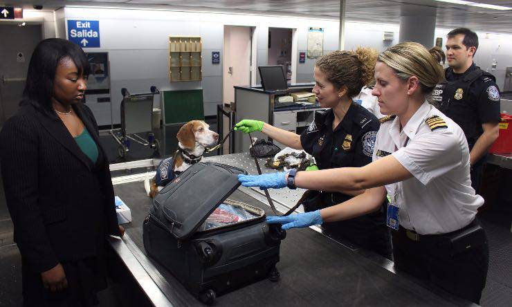 Cane anti droga in aeroporto