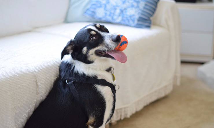 cane con pallina