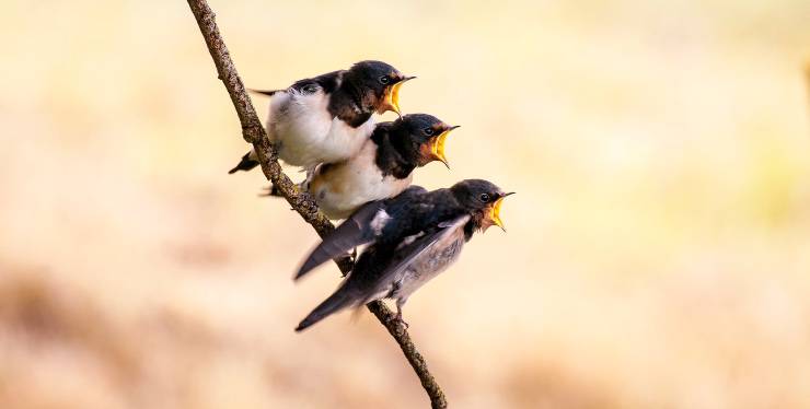 Cuccioli di rondine