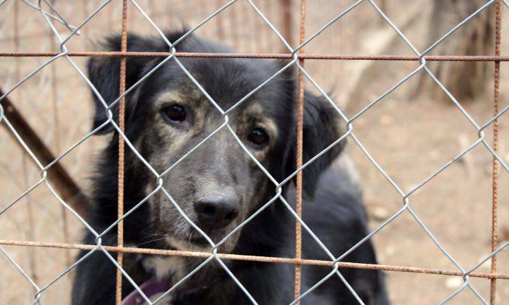 Cane dietro ad una gabbia