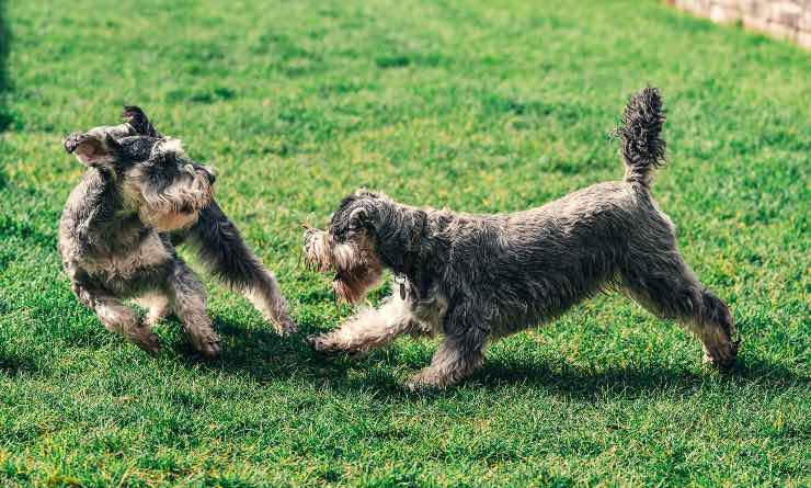 Cuccioli che giocano