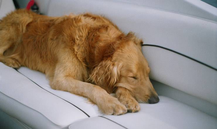 Golden Retriever sdraiato