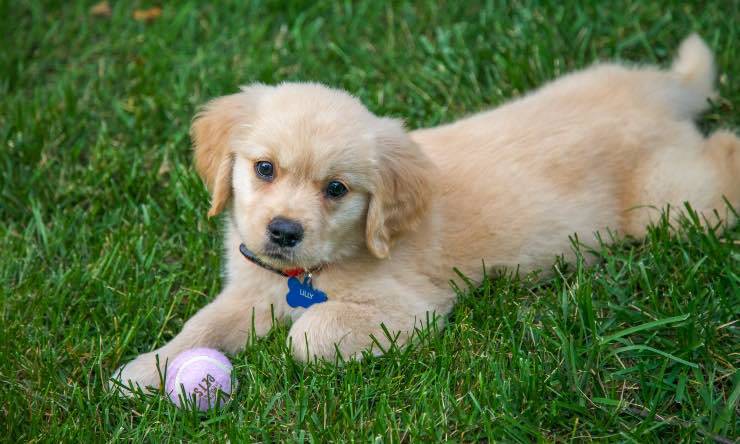 cane con pallina sull'erba