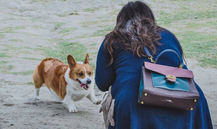 Umano che tenta di approcciare un cane