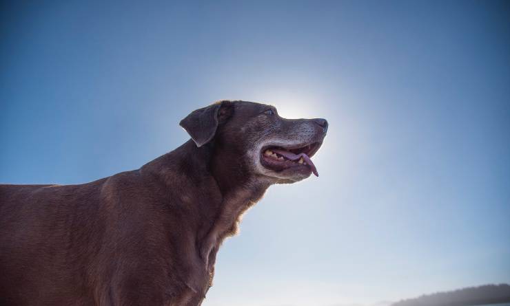 Cane anziano