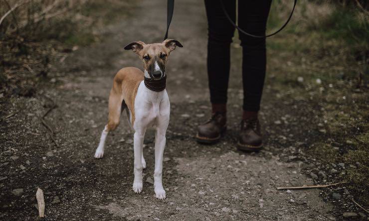 Cane con padrone a passeggio
