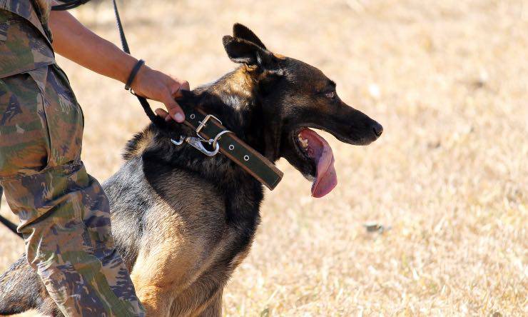 Cane poliziotto