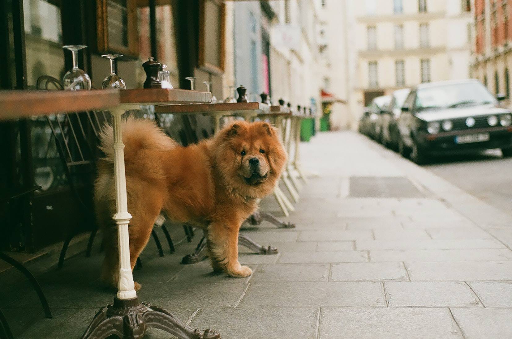 Cane senza guinzaglio