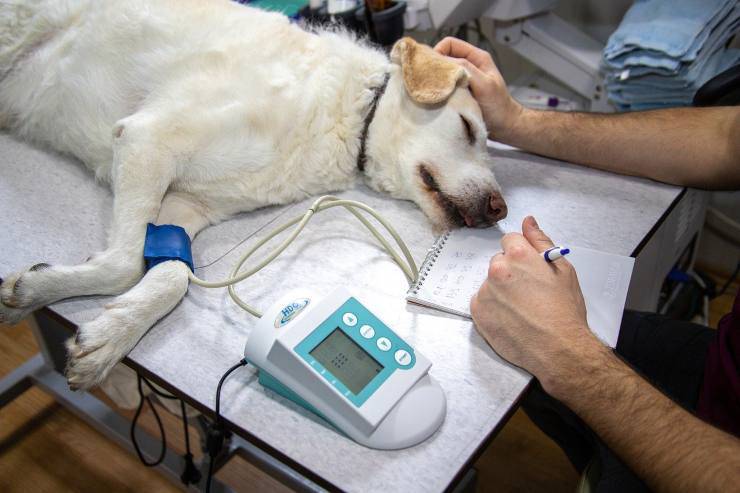 Veterinario