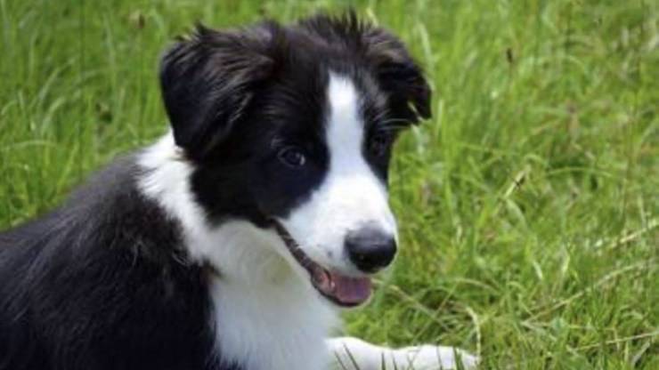 border collie cane da adottare adottare cane border collie padrone ideale