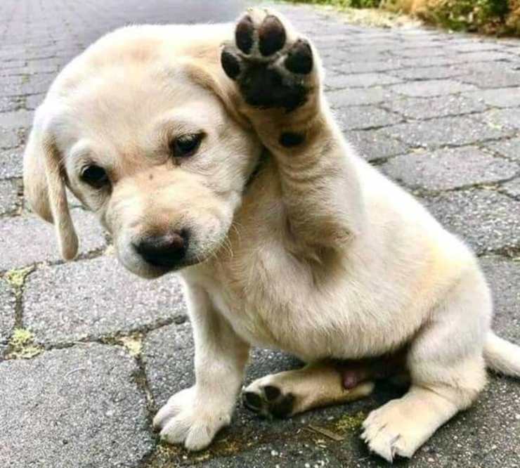 cane cucciolo alza zampa