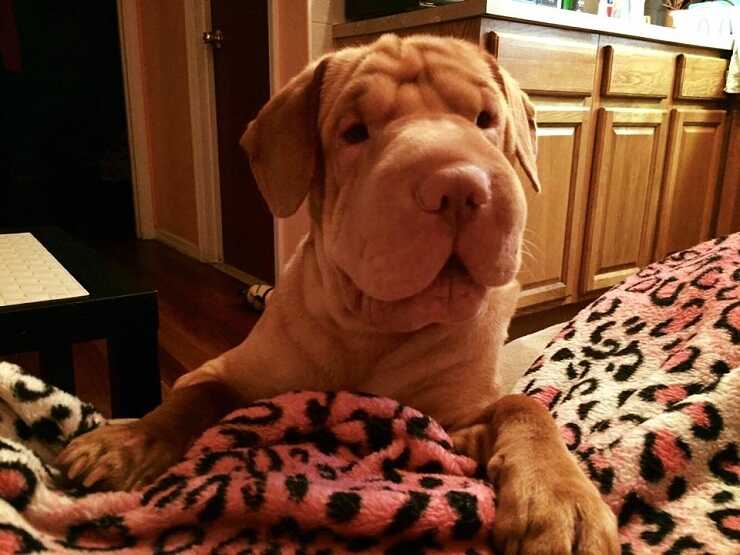 dog