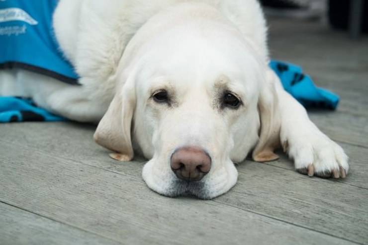 cane malato razze predisposte alle malattie cardiache malattie cardiache del cane