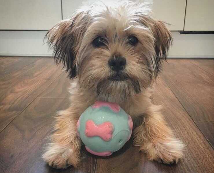 Shorkie Tzu incrocio