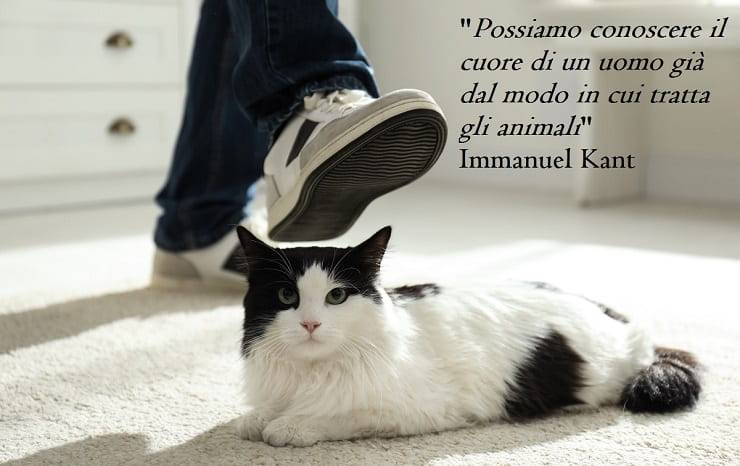 frasi maltrattamenti animali