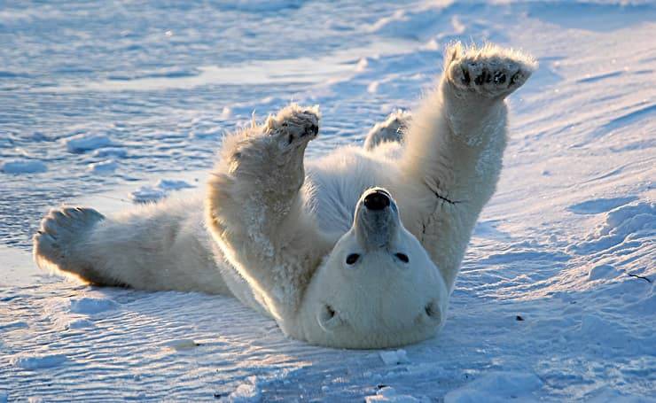 orso polare pelle e peli