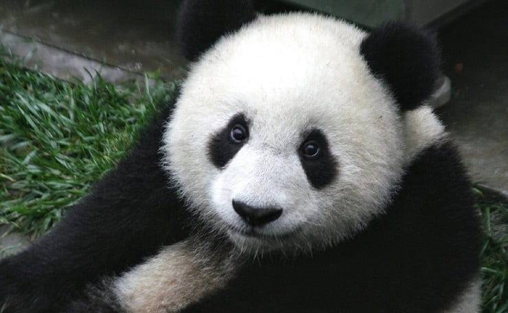 occhiaie del panda