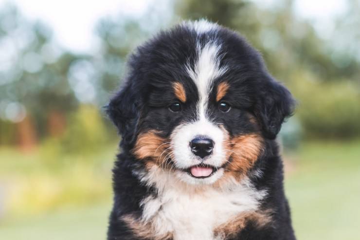 Rendere più fedele il nostro cane