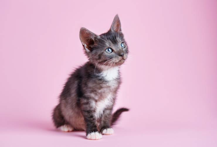 gattino gatto