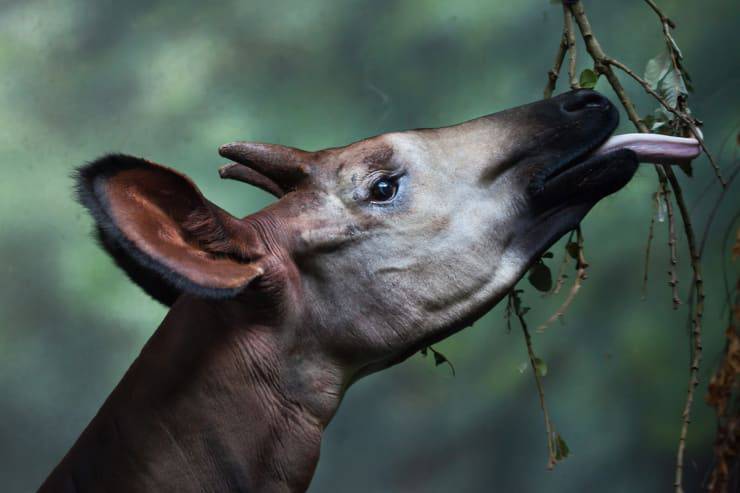 okapi giraffa