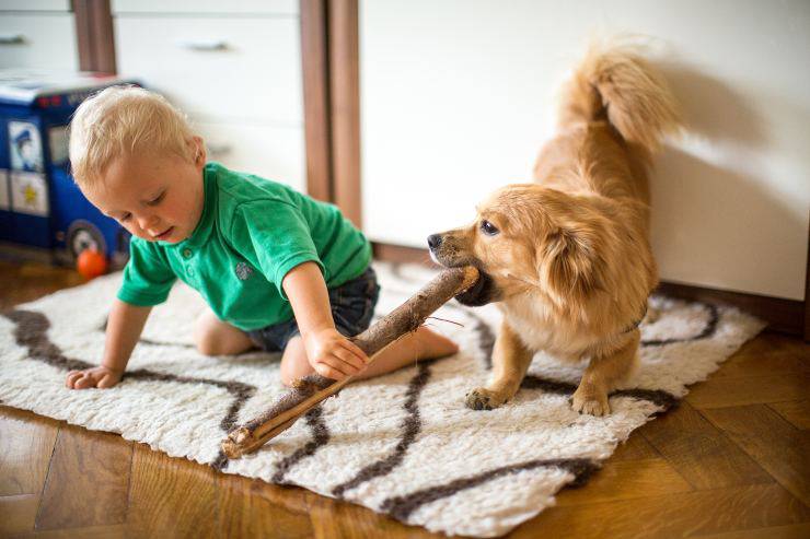Bambino gioca con il cane