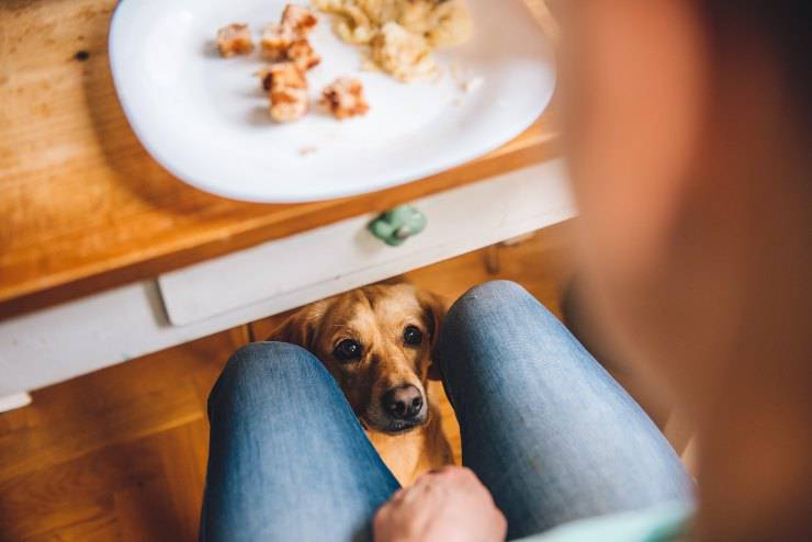 Fido sta ai piedi del tavolo