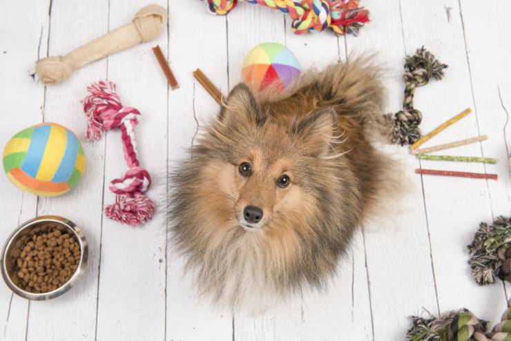Viziare il cane