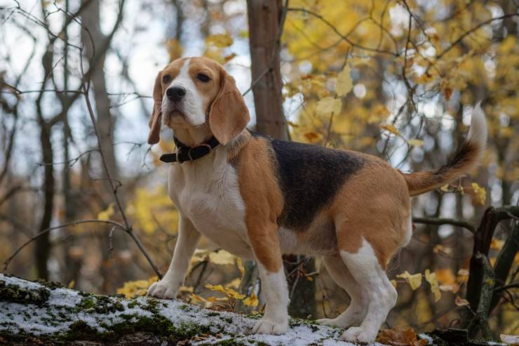 Esercizi per il cane anziano