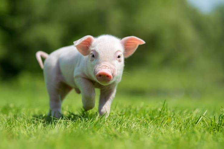animali usati come insulti
