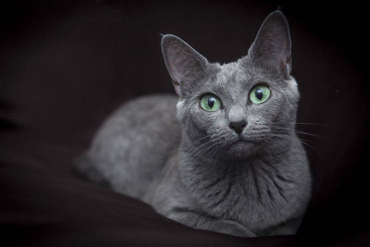 micio grigio