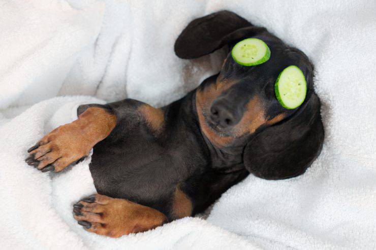 Viziare il cane