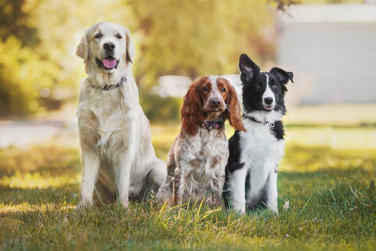 razze di cani compatibili con il labrador