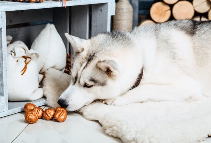 Le noci fanno male al cane? Il cane può mangiare le noci? (Foto Adobe Stock)