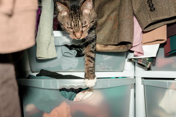gatto armadio (Adobe Stock)