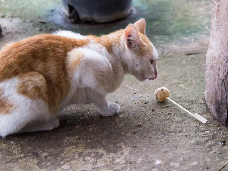 Ricette per gatti fatte dai bambini
