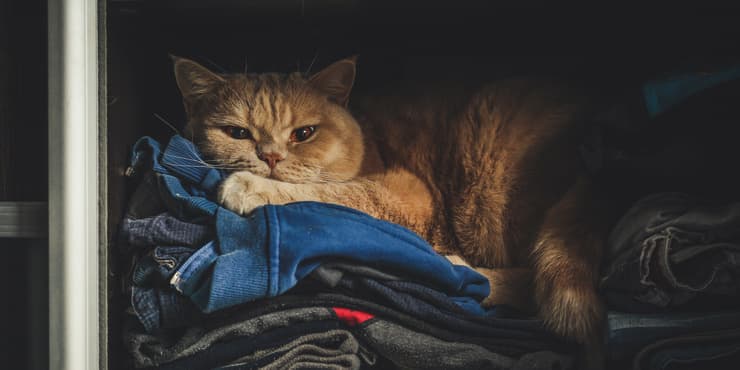 Gatto armadio (Foto Adobe Stock)