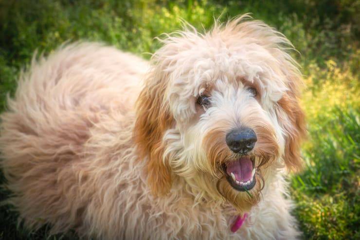goldendoodle incrocio